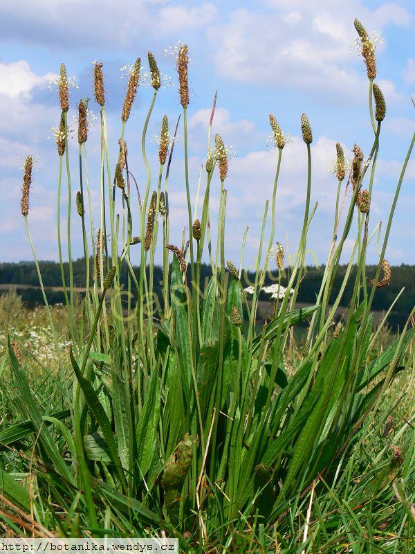 Jitrocel list řezaný